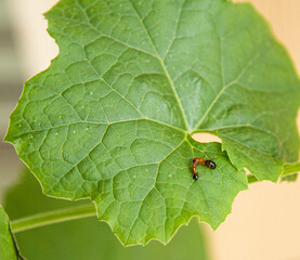 Ants on a leaf