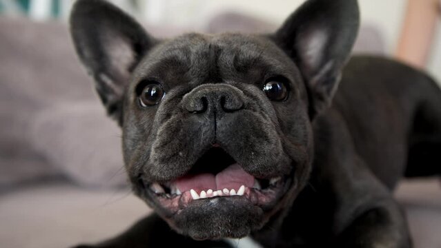 Portrait cute adorable white French bulldog lying on sofa looking at camera in living room at home