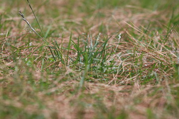 Green and Yellow grass inn the ground 