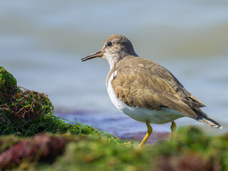 A Common Sandpiper walking near water looking for food