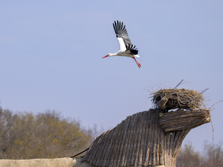 A White Stork taking off a nest on the roof of a hut