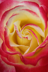 Fototapeta na wymiar natural background rose petals red with yellow closeup