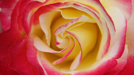 natural background rose petals red with yellow closeup