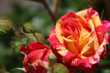 natural background for greeting card beautiful roses pink with yellow