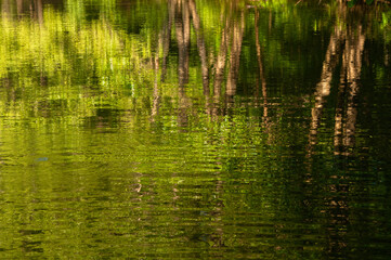reflection in water