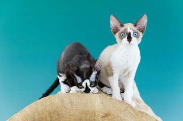 Porträt von zwei jungen Devon Rex Kätzchen