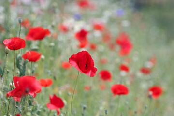 Poppies in a cottage garden meadow with soft focus. Nature backgrounds in summertime. 