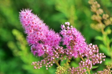 flower, 네이처, 보라색, 식물, 뜰, 봄, 분홍, 개화, flower, 블로섬, 식물, 여름, 꿀벌, 미, 매크로, 근접, 개화, 보라, 근접, 변색, 나물, 난폭한, 라일락, 식물학, 계절