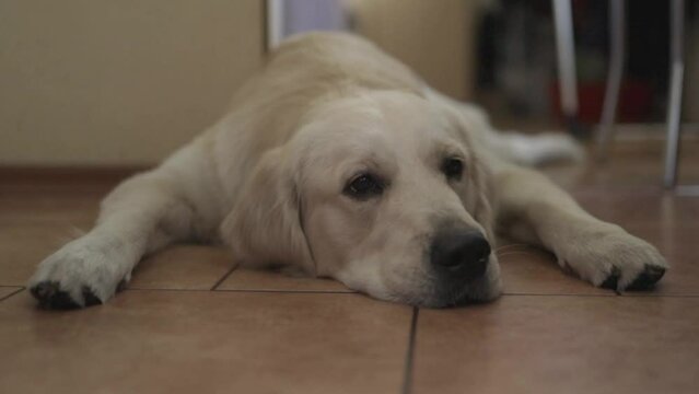 Golden retriever. golden retriever lies on the floor and rests. Low angle of a golden retriever laying on the floor, relaxed and resting with open eyes. horizontal orientation video
