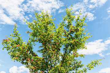Hawthorn with bright pink-red flowers in May
