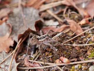 Wolf spider in a natural environment. Family Lycosidae.