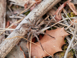 Wolf spider in a natural environment. Family Lycosidae.