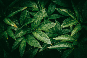 liście skropione przez deszcz  © filip