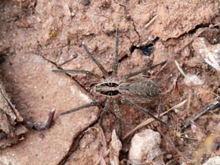 Wolf spider in a natural environment. Family Lycosidae.