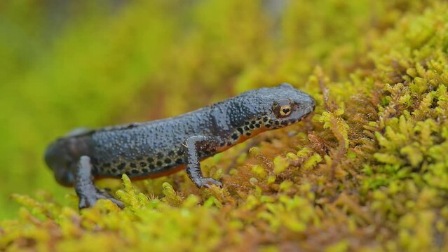 The Alpine newt male in the breeding season (Ichthyosaura alpestris)