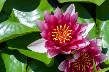 Pink water lilies blooming on calm lake. Lotus flower on the surface of water. Sunny day in summer. Top view