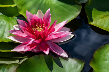 Water lily blooming among lush green leaves on calm lake. Pink lotus flower on the surface of water in the pond. Sunny day in summer.
