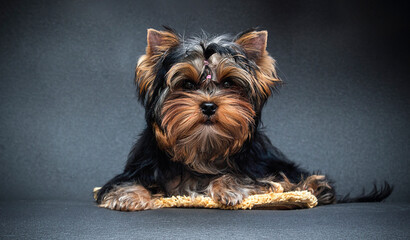 Yorkie puppy on a gray background