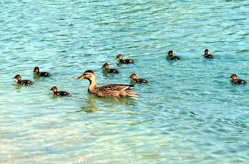 Entenfamilie - Duck family