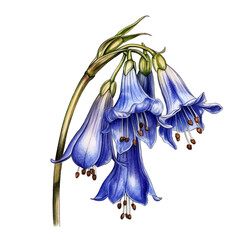 Obraz na płótnie Canvas Beautiful Bluebell in pencil color illustration clip art