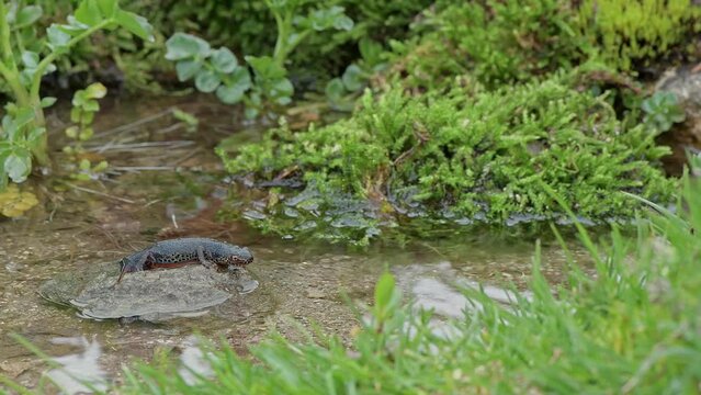 The dive, Alpine newt male in the mountain creek (Ichthyosaura alpestris)