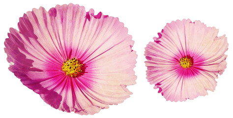 Watercolor  pink cosmos   flowers  on  isolated background with clipping path. Closeup. For design. Transparent background.   Nature.