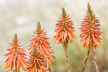 Aloe brevifolia