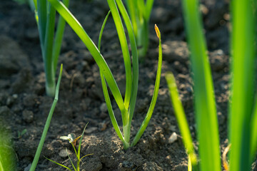 Onions growing in the vegetable garden. Close-up of green onions.