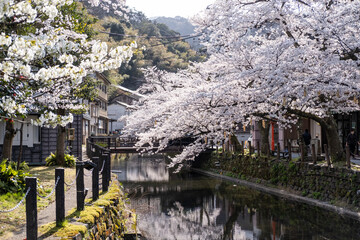 Sakura seasons in Kinosaki Onsen © Sorawis