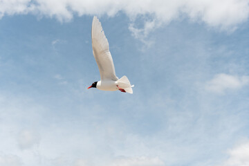 Seabirds in flight in the sky. Mediterranean Gull (Ichthyaetus melanocephalus).
