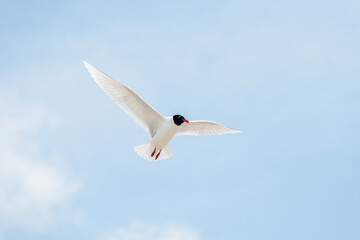 Seabirds in flight in the sky. Mediterranean Gull (Ichthyaetus melanocephalus).