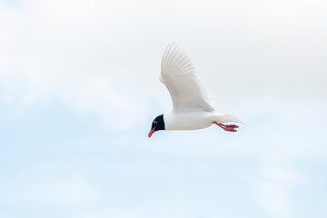 Seabirds in flight in the sky. Mediterranean Gull (Ichthyaetus melanocephalus).