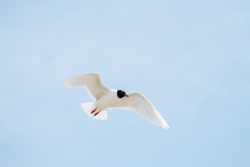 Seabirds in flight in the sky. Mediterranean Gull (Ichthyaetus melanocephalus).