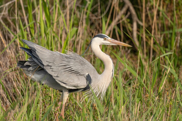 Grey heron (Ardea cinerea) resting in a reed bed.