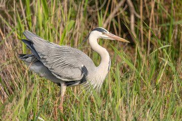 Grey heron (Ardea cinerea) resting in a reed bed.