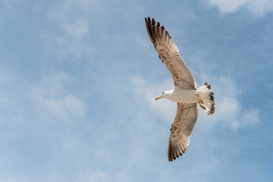 Seabirds in flight in the sky. European Herring Gull (Larus argentatus).