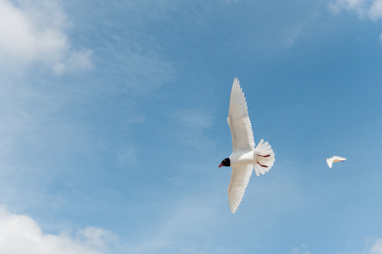 Seabirds in flight in the sky. Mediterranean Gull (Ichthyaetus melanocephalus).