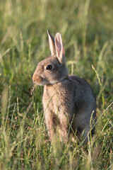 Cute wild rabbit chewing on some vegetation