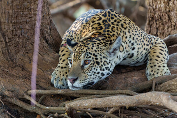 Jaguar (Panthera onca) on the riverbank in a chanel of the Cuiaba River in the Northern Pantanal in Mata Grosso in Brazil