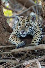 Jaguar (Panthera onca) on the riverbank in a chanel of the Cuiaba River in the Northern Pantanal in Mata Grosso in Brazil