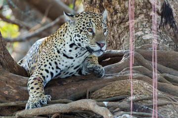 Jaguar (Panthera onca) on the riverbank in a chanel of the Cuiaba River in the Northern Pantanal in Mata Grosso in Brazil