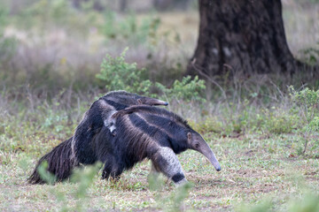 Giant Anteater, Myrmecophaga tridactyla, walking with a baby on her back on an open grassland in the North Pantanal in Brazil. 