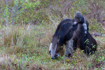 Giant Anteater, Myrmecophaga tridactyla, walking with a baby on her back on an open grassland in the North Pantanal in Brazil. 