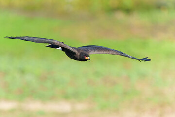 Fototapeta na wymiar snail kite (Rostrhamus sociabilis) male flying in the Northern Pantanal, Mato Grosso, Brazil