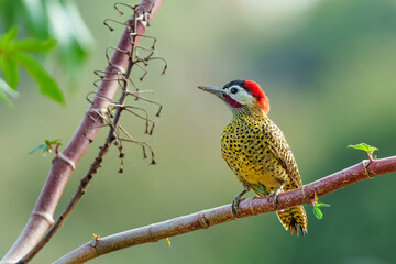 green-barred woodpecker or green-barred flicker (Colaptes melanochloros) sitting on a branch in the...