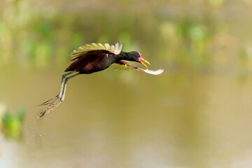 wattled jacana ( Jacana jacana) flying and searching for food in the Northern Pantanal, Mato Grosso, Brazil