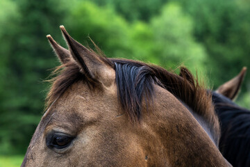 Two brown horses head portrait
