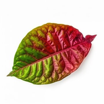 Croton leaf isolated on white background. Generative AI