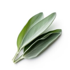 Sage leaf isolated on white background. Generative AI