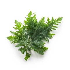 Selaginella leaf isolated on white background. Generative AI
